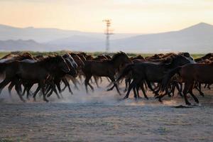 Chevaux yilki courant dans le champ, kayseri, Turquie photo