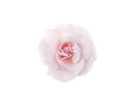 fleur de rose rose clair sur fond blanc photo