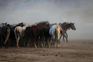 Chevaux yilki courant dans le champ, kayseri, Turquie photo