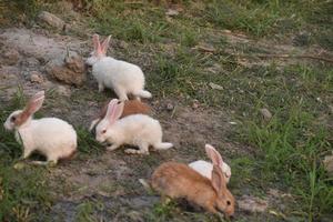 les lapins jouent dans le sol photo