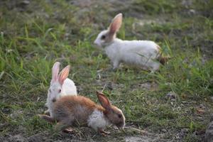 les lapins jouent dans le sol photo
