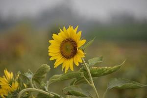 beau tournesol jaune photo