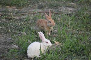 deux lapins assis dans un champ photo