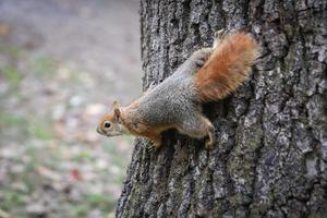 écureuil posant dans la forêt photo