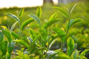 feuilles de plantation de thé photo
