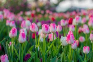 fleur de tulipes photo