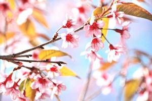 fleur de sakura