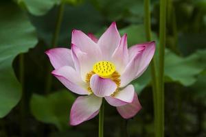 fleur de lotus photo