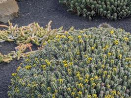 l'île des canaries lanzarote en espagne photo