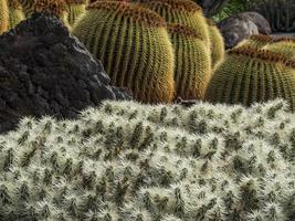 l'île des canaries lanzarote en espagne photo