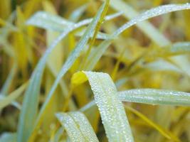 photos de plantes du jardin