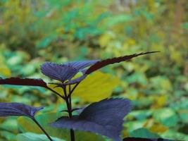 photos de plantes du jardin