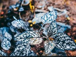 photos de plantes du jardin