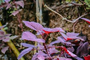 photos de plantes du jardin