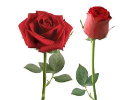 roses rouges et pétales de rose sur fond blanc, concept de la Saint-Valentin photo