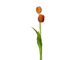 Fleur de tulipe unique isolée sur blanc photo