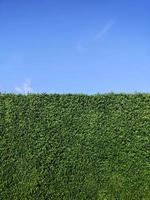texture de mur d'herbe verte et ciel bleu vif