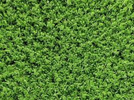 texture de mur d'herbe verte pour la conception de toile de fond et mur écologique et découpe pour les illustrations photo