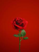 une rose sur isolé sur fond rouge photo