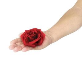 rose rouge avec les mains sur fond blanc photo