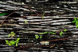 la texture naturelle de l'écorce pour le fond. l'écorce d'un vieil arbre avec une texture en relief et de la mousse collante. photo