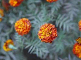 souci africain, soucis américains ou aztèques fleur beau mélange jaune fleurs de couleur orange qui poussent en fleurs dans le fond de la nature du jardin photo