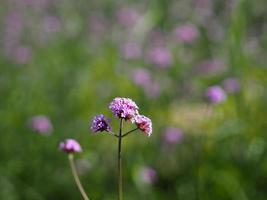 bouquet de verveine petite fleur violette qui fleurit dans le jardin flou du fond de la nature, concept d'espace de copie pour écrire la conception de texte devant le fond pour la bannière, la carte, le papier peint, la page Web photo