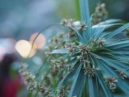 rhapis humilis blume, palmae, rhapis de roseau, fleur verte douce de palmier de dame mince qui fleurit sur fond de nature photo
