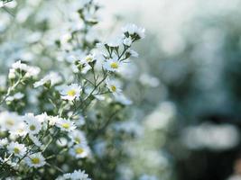 fleur d'aster de coupe, solidago canadensis, asteraceae, biannials fleurs de couleur blanche printemps fleurissant dans le jardin sur fond de nature floue photo