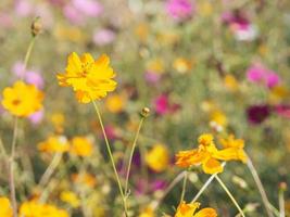 aster mexicain, cosmos, compositae, cosmos sulphureus couleur jaune et orange fleurissant le printemps dans le jardin sur fond de nature floue photo