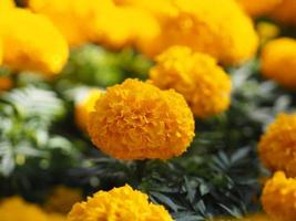 souci africain, soucis américains ou aztèques fleurissent de belles fleurs de couleur jaune qui poussent en fleurs dans le fond de la nature du jardin photo