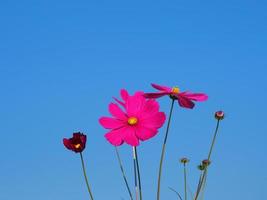 fleur de couleur rose, cosmos de soufre, fleurs d'aster mexicain fleurissent magnifiquement au printemps dans le jardin, sur fond de ciel bleu photo