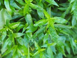 roi des amers andrographis paniculata burm, mur. ex nees, fah talai jhon, les herbes thaïlandaises soulagent les maux de gorge, réduisent la fièvre, feuilles vertes arbre plante jardin légume nature coronavirus, covid-19 photo