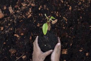 deux mains d'un enfant tenant des semis pour se préparer à la plantation dans le jardin. photo