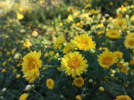 bush chrysanthemum indicum nom scientifique dendranthema morifolium, flavonoïdes, gros plan pollen de fleur jaune qui fleurit dans le jardin sur fond flou de la nature photo