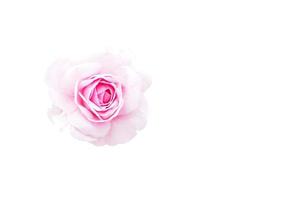 fleur rose rose isolée, contour coupé sur fond blanc photo