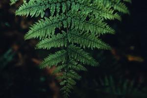 fond de nature feuilles vert foncé photo