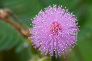 fleurs de mimosa le matin photo