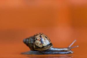 escargot rampant sur le sol photo