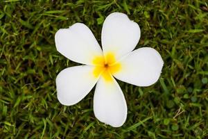 fleur de frangipanier ou plumeria sur l'herbe photo