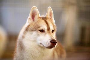 portrait de husky sibérien. visage de chien moelleux. photo