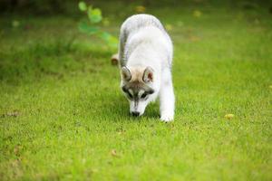 chiot husky sibérien au parc. chiot moelleux déchaîné dans le champ d'herbe. photo