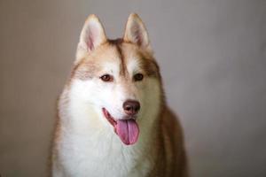 portrait de husky sibérien. visage de chien moelleux. photo