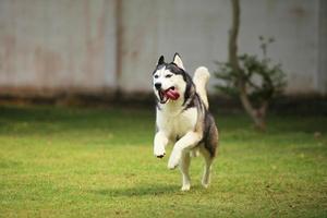 husky sibérien courant dans le parc. chien déchaîné dans le champ d'herbe. photo