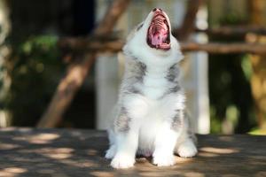 chiot husky sibérien gris et blanc assis et aboyant sur une table en bois dans le parc. chiot pelucheux bâillant. photo