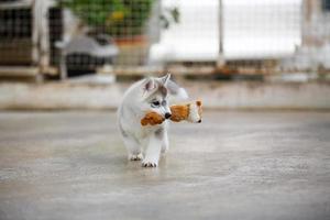 chiot husky sibérien jouant avec la poupée. chiot moelleux avec jouet dans la bouche. photo