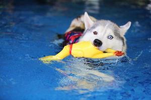 husky sibérien tenant un jouet dans la bouche et nageant dans la piscine. chien nageant. chien jouant avec un jouet. photo