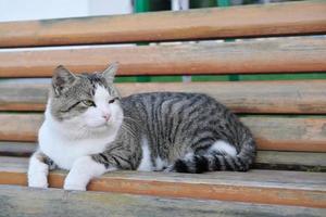 vieux chat sans abri allongé sur un banc dans un parc public. photo