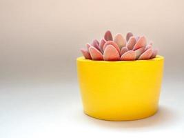 belle plante succulente rose dans une jardinière en béton ronde jaune. pot en béton peint pour la décoration de la maison photo