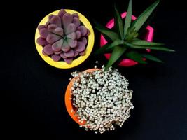 belles jardinières géométriques en béton avec cactus, fleurs et plantes succulentes. pots en béton peints colorés pour la décoration de la maison photo